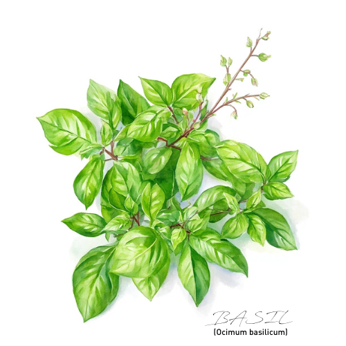 Basil Essential Oil
