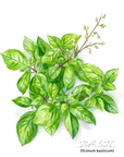 Basil Essential Oil