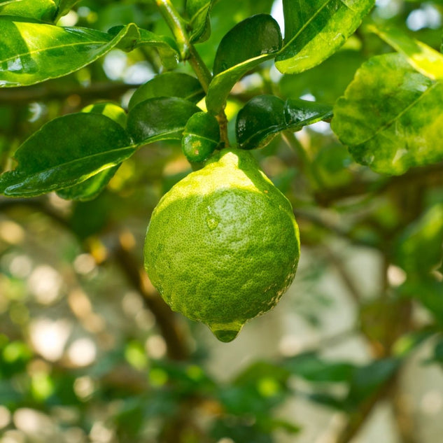 Bergamot FCF 佛手柑精油