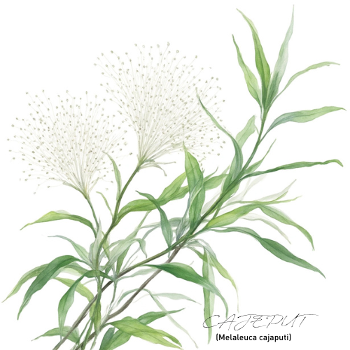 Niaouli Essential Oil