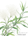 Cajeput 白千層