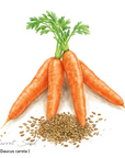 Carrot Seed 胡蘿蔔籽