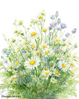 Chamomile German 德國洋甘菊