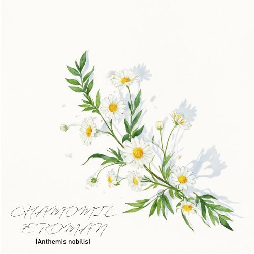 Chamomile Roman 羅馬洋甘菊精油