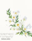 Chamomile Roman 羅馬洋甘菊