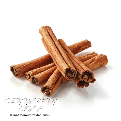 Cinnamon Leaf 肉桂精油