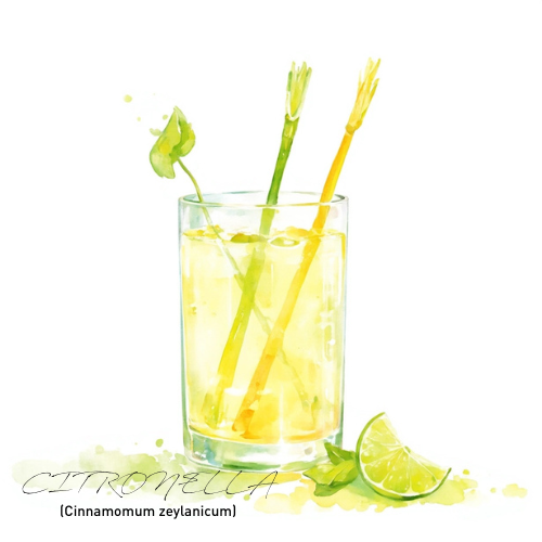 Citronella Essential Oil