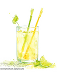 Citronella 香茅