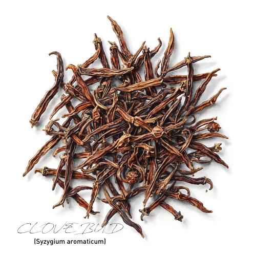 Clove Bud Essential Oil