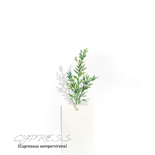 Cypress 絲柏精油