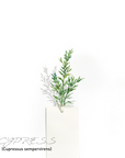 Cypress 絲柏