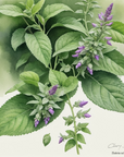 Clary Sage Essential Oil