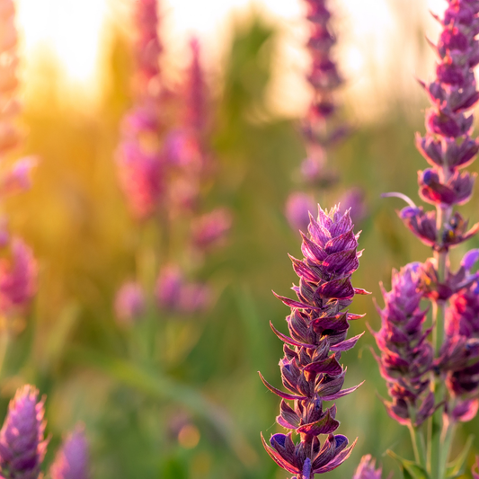 Clary Sage Essential Oil image 2