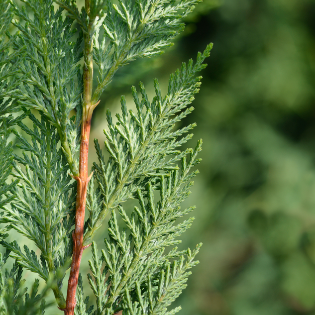 Cypress 絲柏精油
