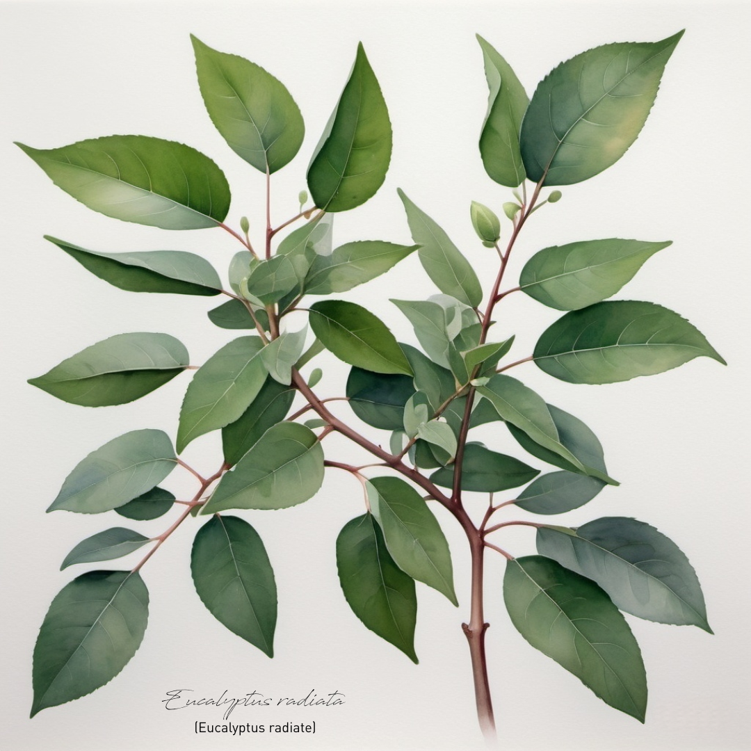 Eucalyptus 尤加利精油