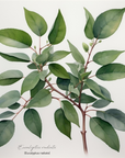 Eucalyptus radiata 尤加利