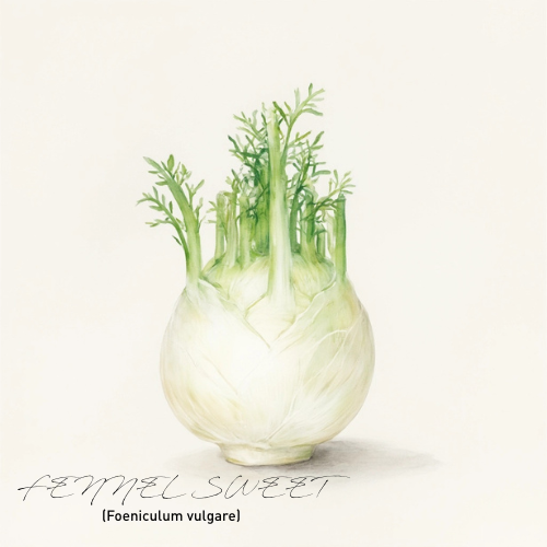 Fennel Sweet Essential Oil