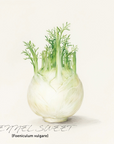 Fennel Sweet 茴香精油