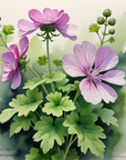Geranium 天竺葵