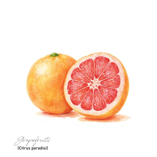 Grapefruit Pink 葡萄柚精油