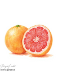 Grapefruit Pink 葡萄柚