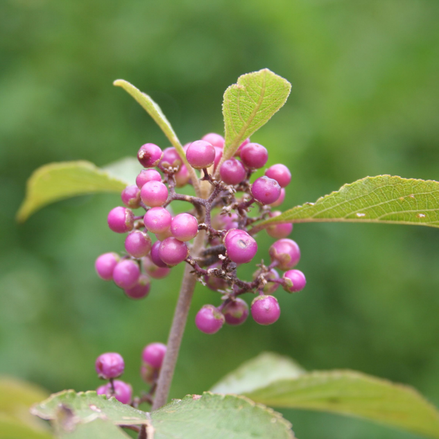 Juniperberry Essential Oil