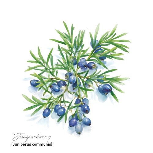 Juniperberry Essential Oil