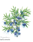 Juniperberry Essential Oil