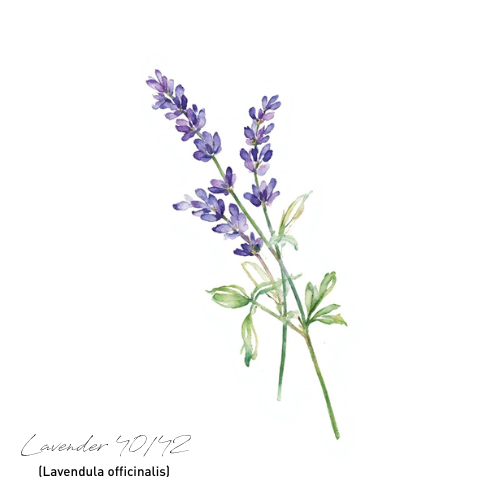 Lavender 薰衣草精油40/42