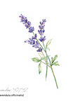 Lavender 薰衣草40/42