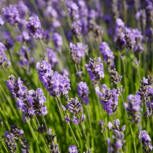 Lavender 40/42 Essential Oil image 2