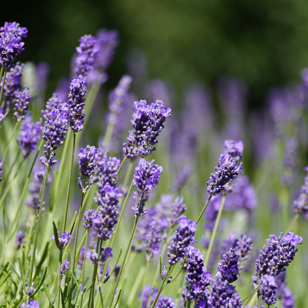 Lavender High Altitude 高地薰衣草