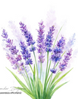 Lavender Bulgaria 保加利亞薰衣草
