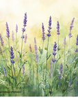 Lavender 50/52 薰衣草 50/52