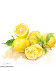 Lemon Essential Oil