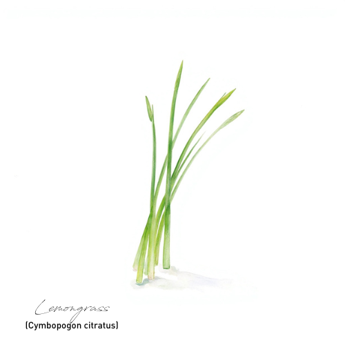 Lemongrass 檸檬香茅精油