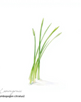 Lemongrass 檸檬香茅