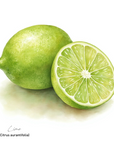 Lime 青檸