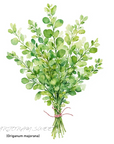 Marjoram Sweet 甜馬鬱蘭精油