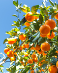 Mandarin 蜜柑精油