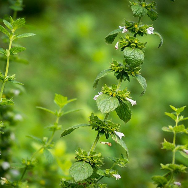 Melissa Essential Oil