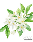 Neroli 橙花
