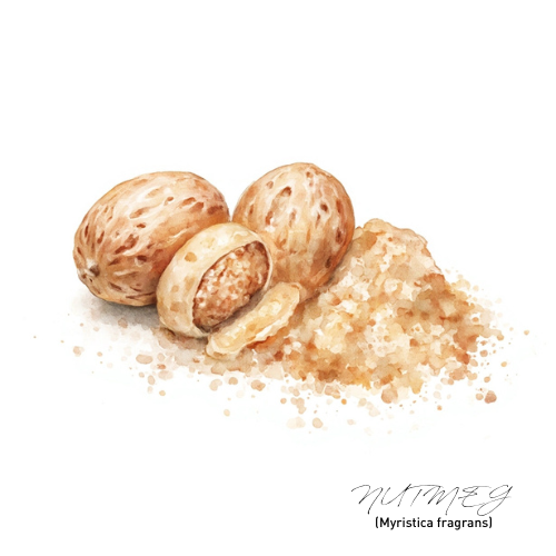 Nutmeg Essential Oil