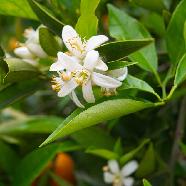 Neroli 橙花精油