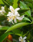 Neroli 橙花精油