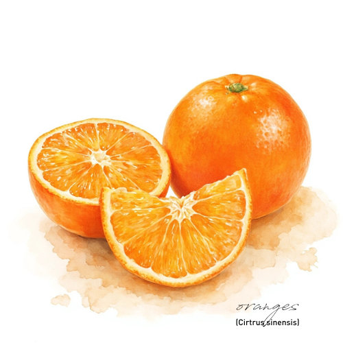 Orange Sweet Essential Oil