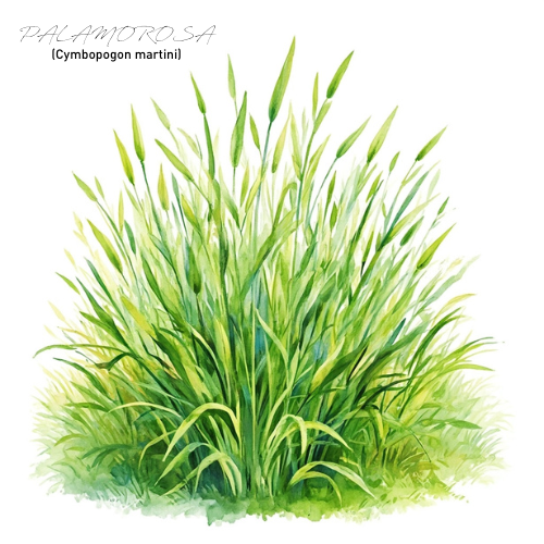 Palmarosa Essential Oil
