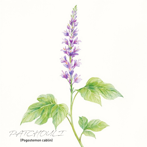 Patchouli Essential Oil