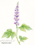 Patchouli 廣藿香精油