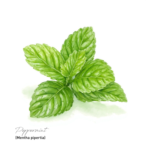 Peppermint Essential Oil
